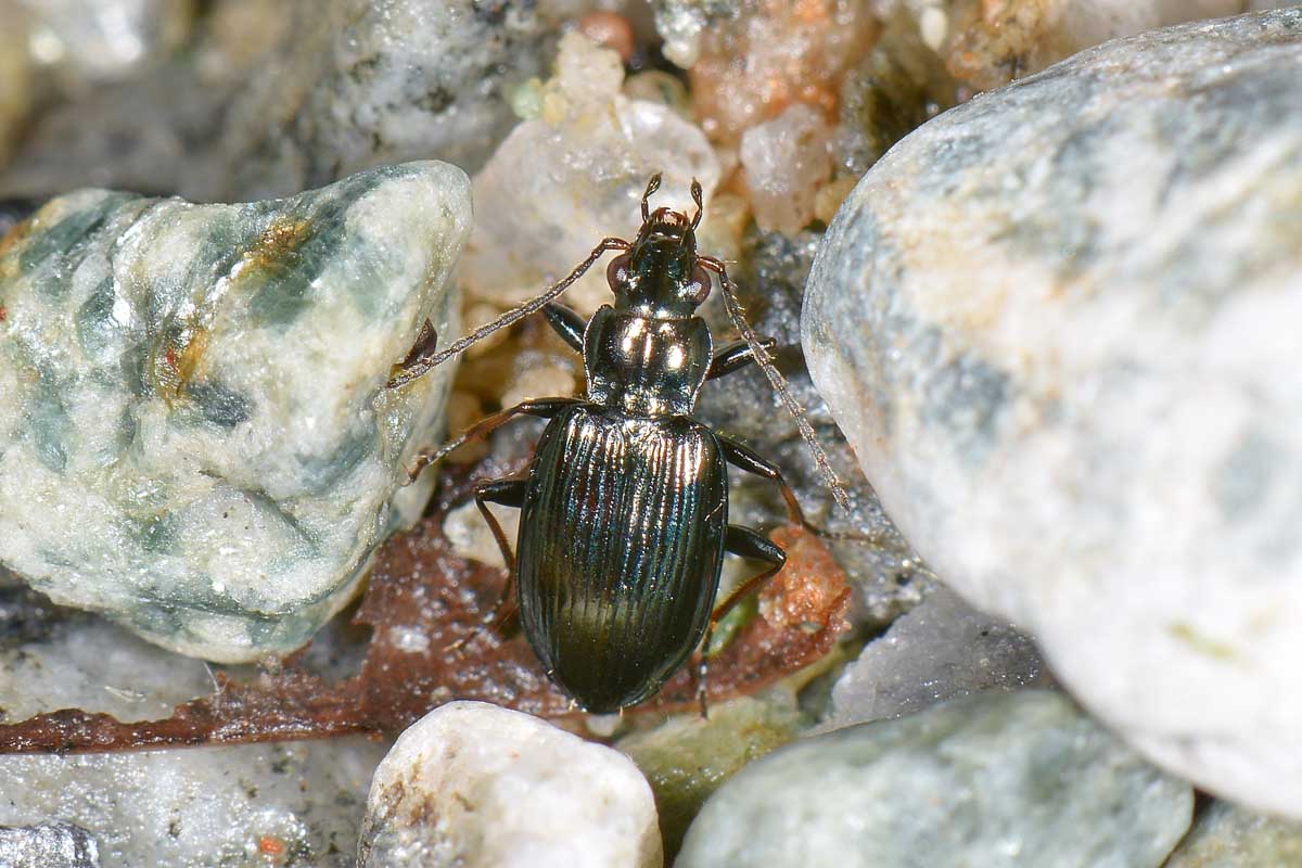 Bembidion tibiale (Ocydromus tibialis secondo faunaeur)
